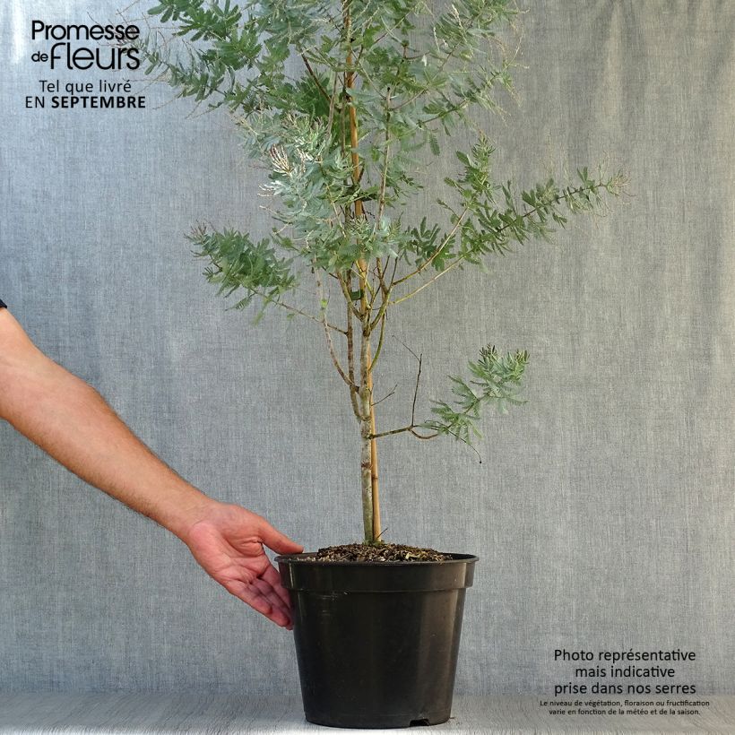 Ejemplar de Acacia baileyana Songlines - Mimosa Maceta 6L/7L entregado en otoño
