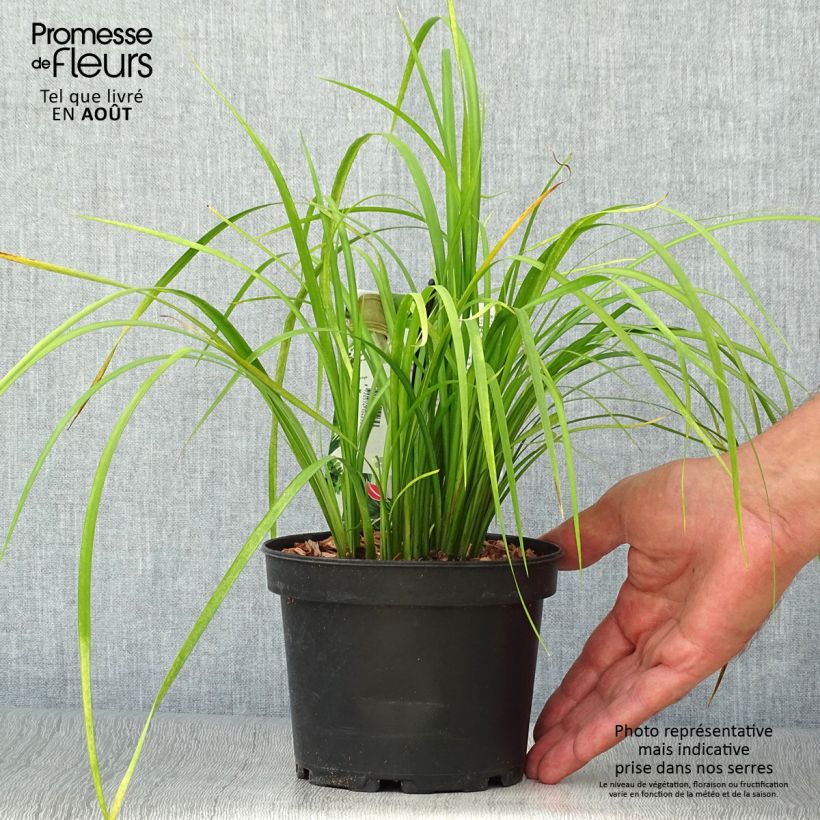Ejemplar de Acoro gramineus Licorice Maceta 1,5L/2L entregado en verano