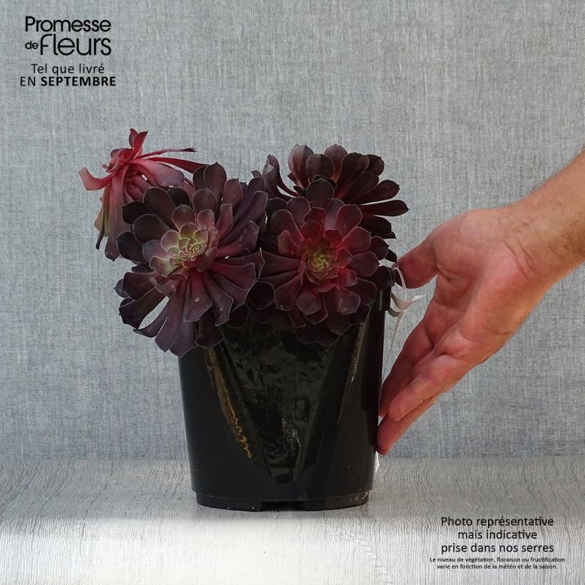 Ejemplar de Aeonium arboreum Tip Top Maceta 3L/4L entregado en otoño