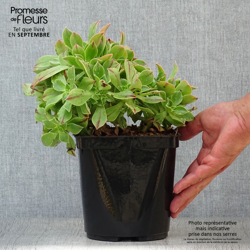 Ejemplar de Aeonium leucoblepharum Maceta 3L/4L entregado en otoño