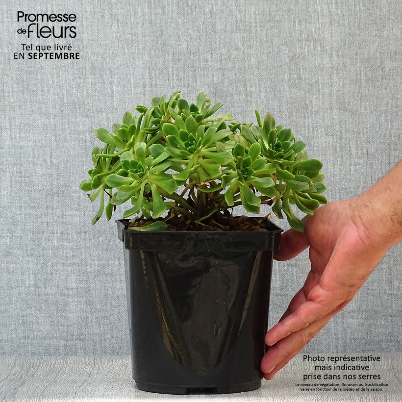 Ejemplar de Aeonium occidentale Maceta 3L/4L entregado en otoño