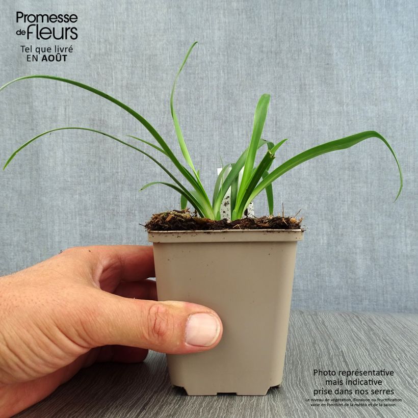 Ejemplar de Agapanto Ever White Maceta de 8/9 cm entregado en verano