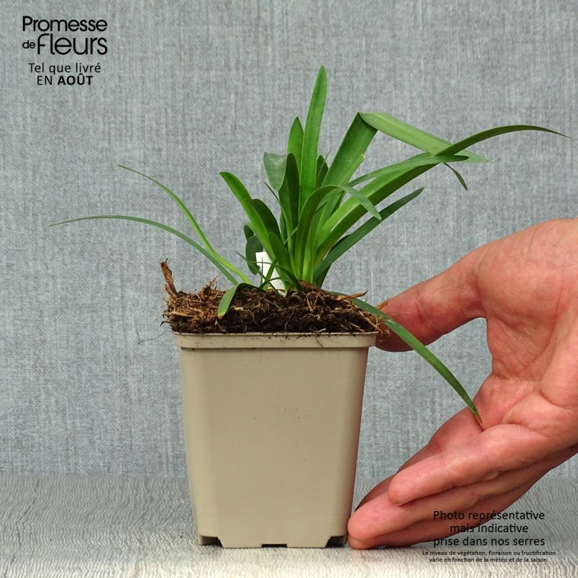 Ejemplar de Agapanto Thumbelina Maceta de 8/9 cm entregado en verano