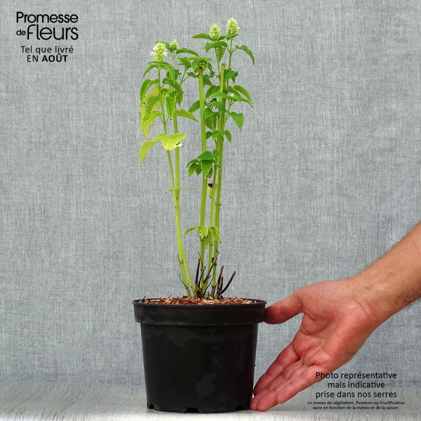 Ejemplar de Agastache rugosa Alabaster - Menta coreana Maceta 2L/3L entregado en verano