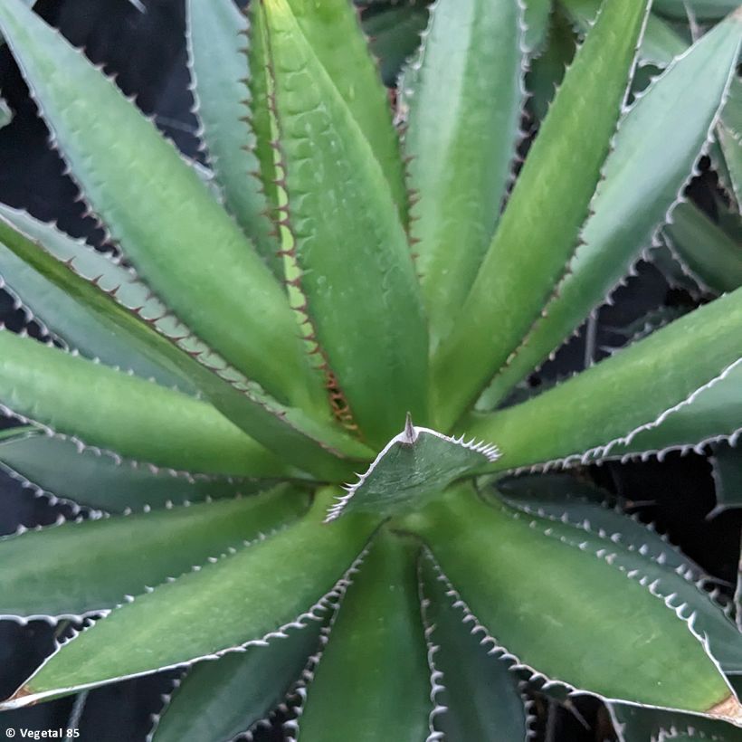 Maguey del pedregal - Agave horrida (Follaje)