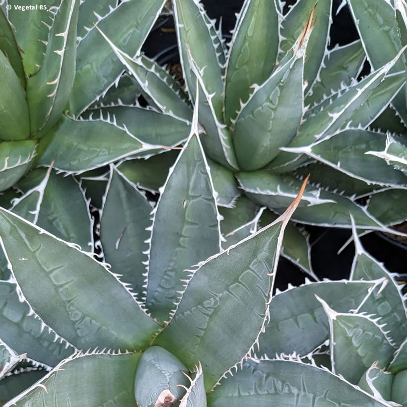 Agave kerchovei (Follaje)