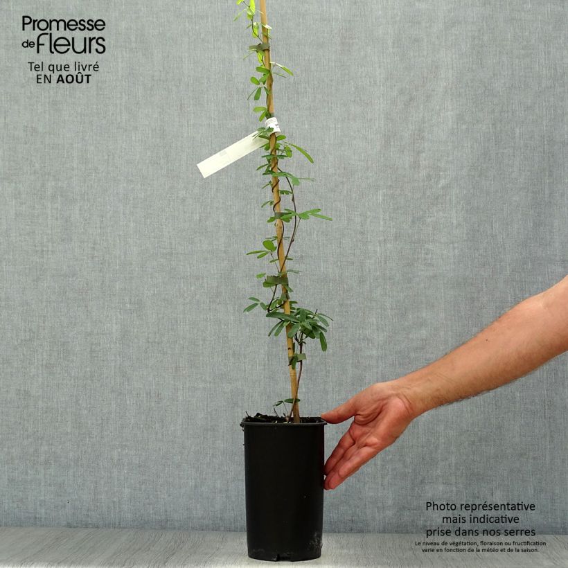 Ejemplar de Akebia longeracemosa - Akebi Maceta 2L/3LAltura de entrega aprox. 60/70cm entregado en verano