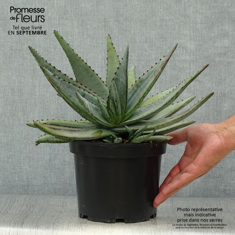 Ejemplar de Aloe conifera Twirl Maceta 3L/4L entregado en otoño