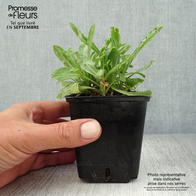 Ejemplar de Alyssum saxatilis Compactum - Canastillo Maceta de 8/9 cm entregado en otoño