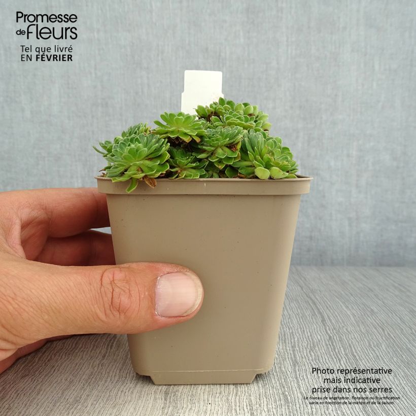 Ejemplar de Androsace sarmentosa - Androsela Maceta de 8/9 cm entregado en otoño