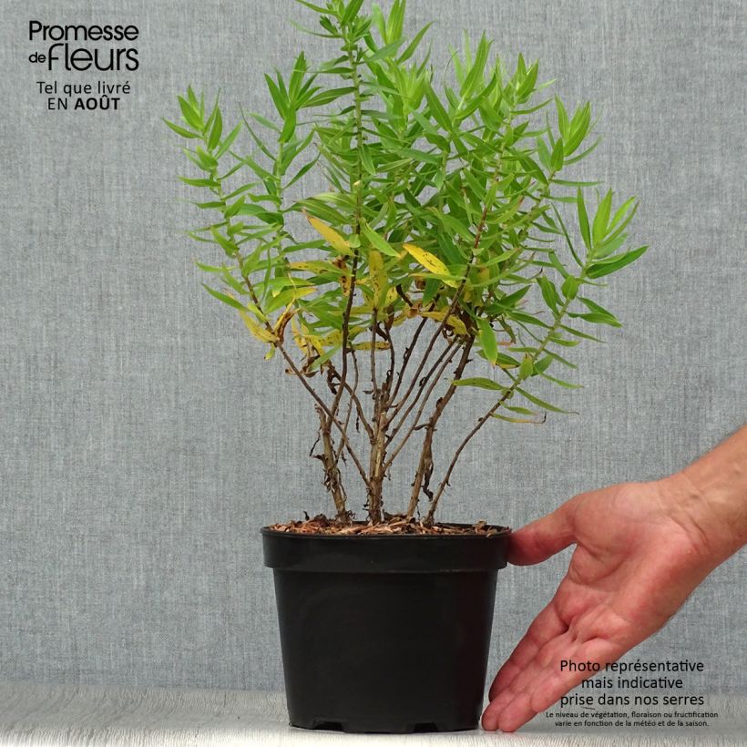 Ejemplar de Aster novae-angliae Andenken an Alma Pötschke en pot de 2L/3L entregado en verano