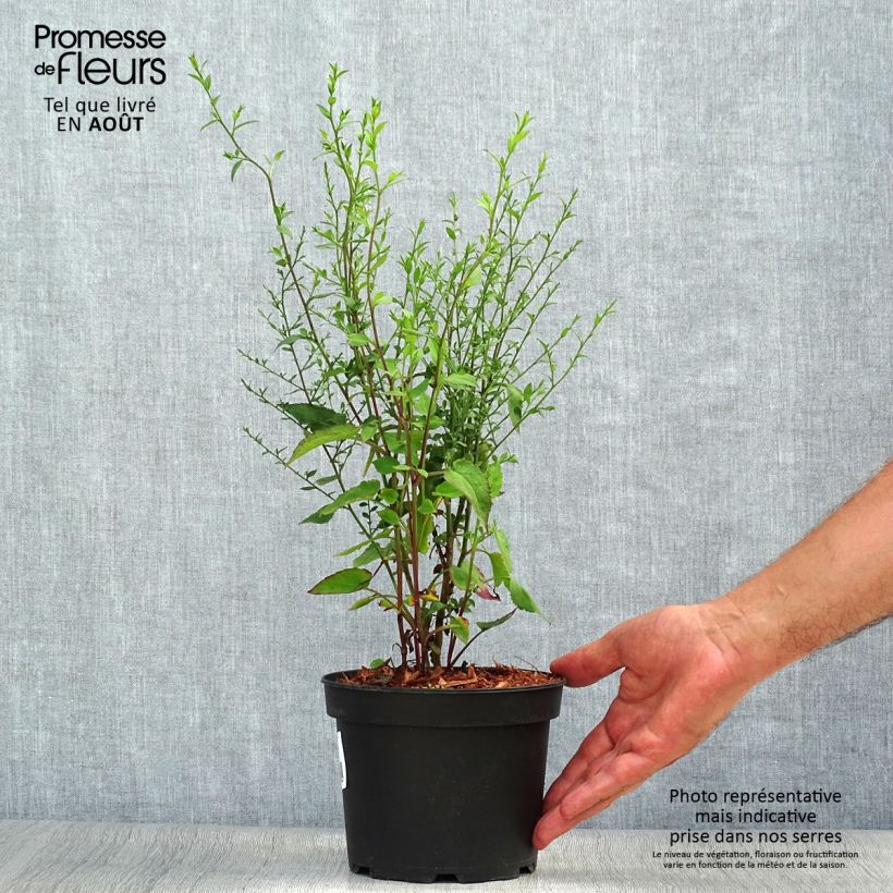 Ejemplar de Aster ageratoides Ezo Murasaki Maceta 2L/3L entregado en verano