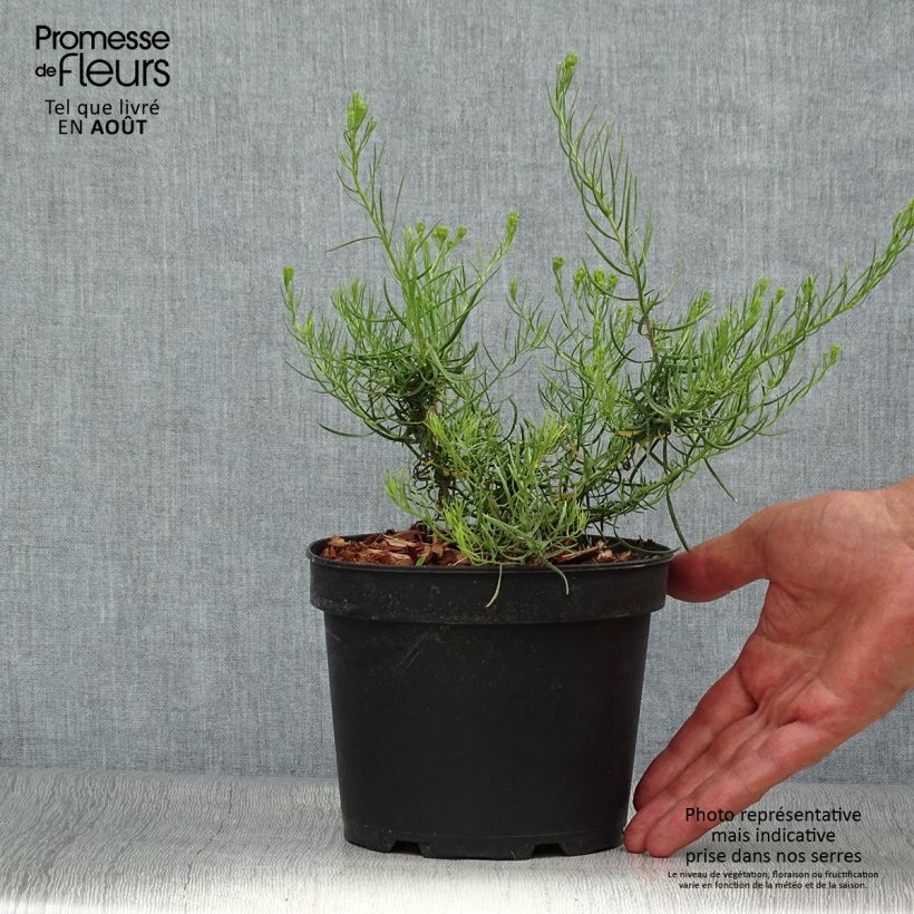 Ejemplar de Aster linosyris - Aster d'automne Pot de 2L/3L entregado en verano