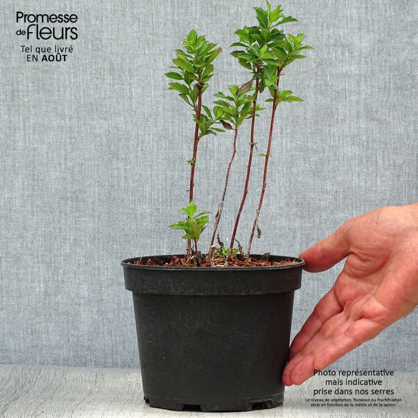 Ejemplar de Aster ageratoides Stardust en pot de 2L/3L entregado en verano