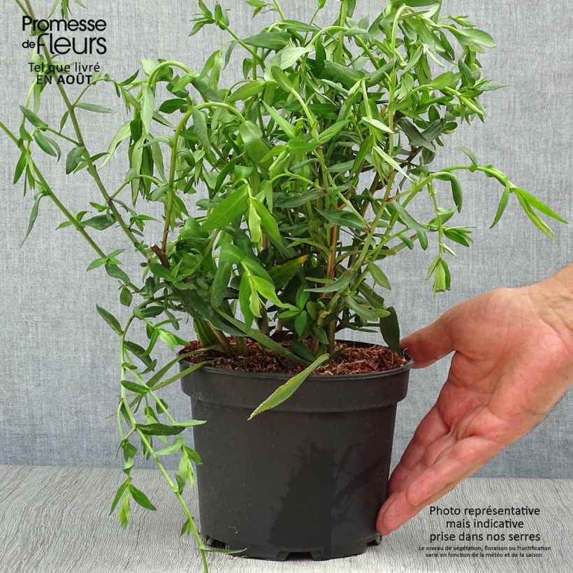 Ejemplar de Aster novi-belgii White Lady Maceta 2L/3L entregado en verano