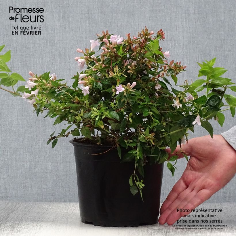 Ejemplar de Abelia grandiflora Edward Goucher Maceta 1L/1,5L entregado en otoño