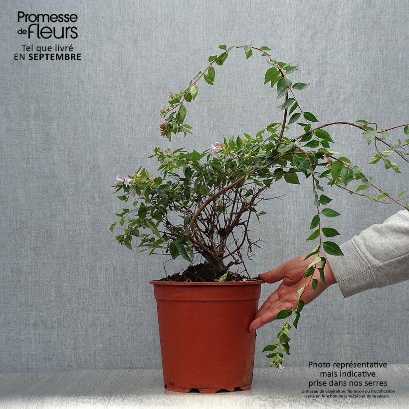 Ejemplar de Abelia grandiflora Edward Goucher Maceta 7,5L/10L entregado en otoño