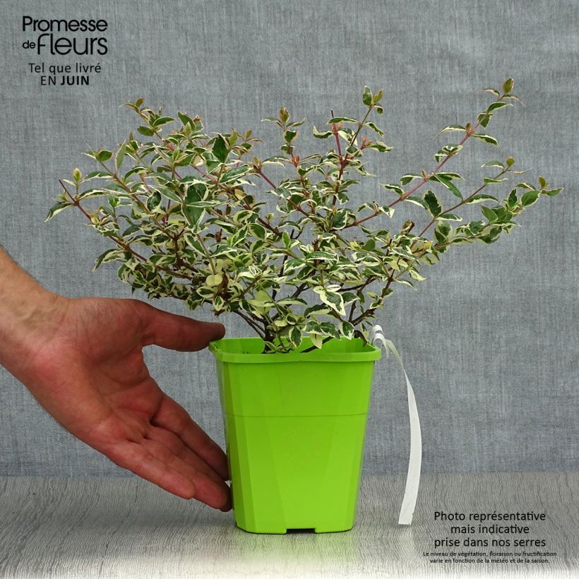 Ejemplar de Abelia grandiflora Magic Daydream Maceta de 8/9 cm entregado en verano