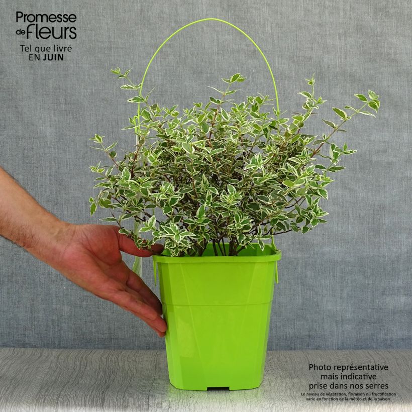Ejemplar de Abelia grandiflora Magic Daydream Maceta 3L/4L entregado en verano