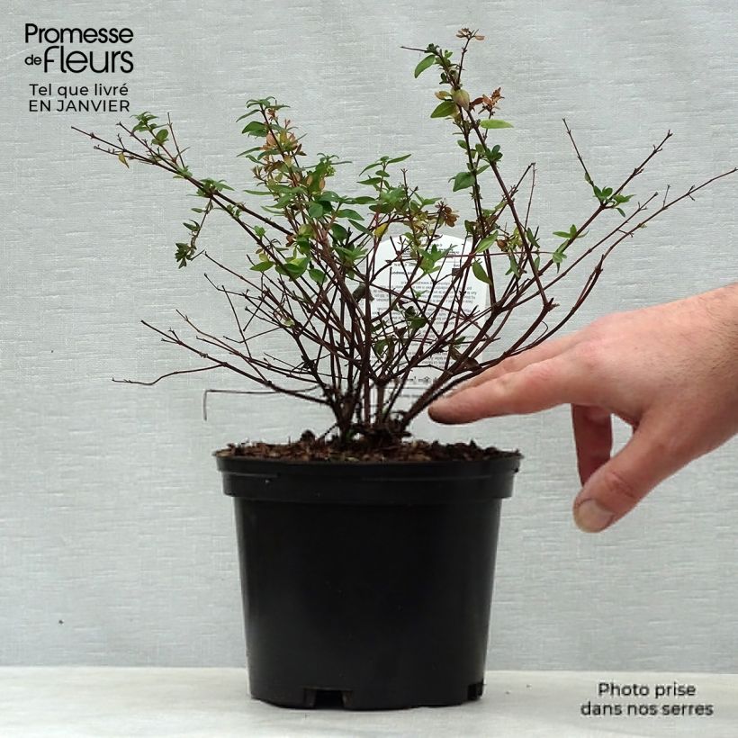 Abelia grandiflora Petite Garden Minedward Maceta 2L/3LAltura de entrega aprox. 20/30cm Ejemplar entregado en invierno