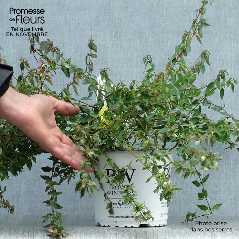 Ejemplar de Abelia grandiflora Pinky Bells Maceta 2L/3L entregado en otoño