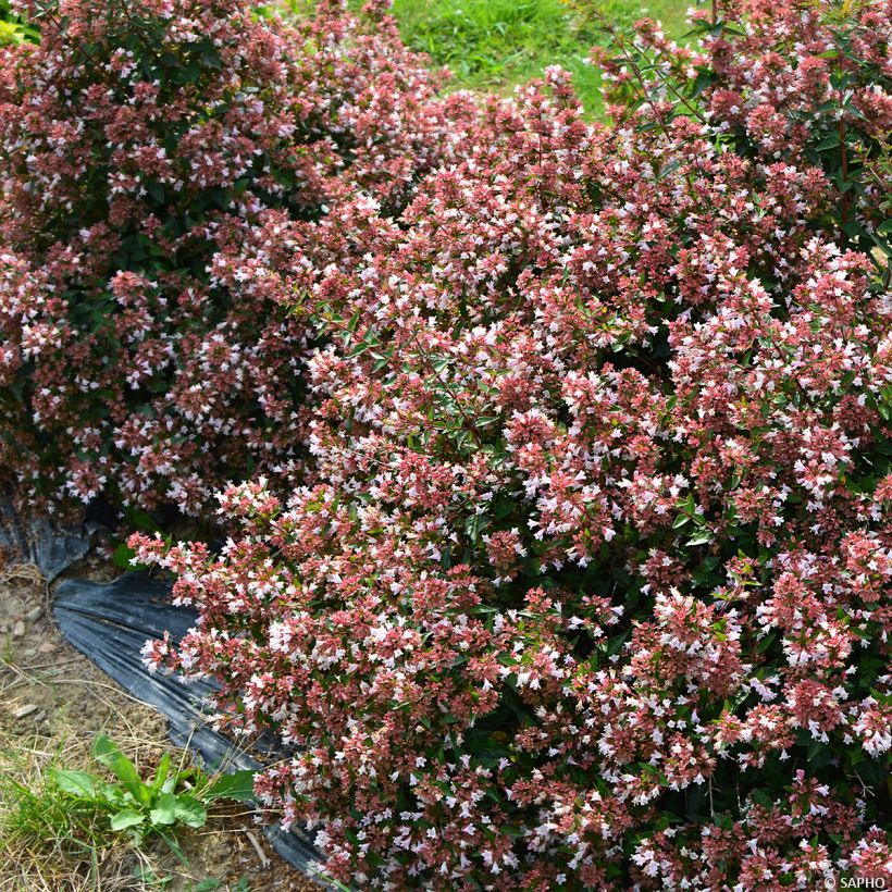 Abelia Raspberry Profusion (Porte)