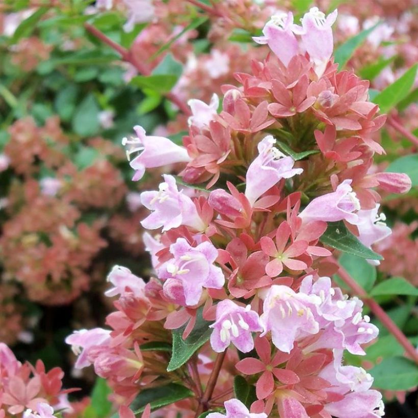 Abelia Raspberry Profusion (Floración)