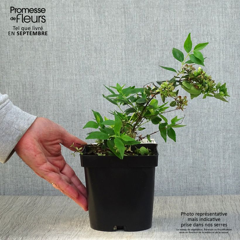 Ejemplar de Abelia grandiflora Semperflorens Maceta 2L/3L entregado en otoño