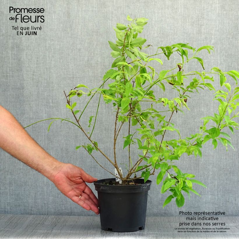 Ejemplar de Abelia chinensis Maceta 2L/3L entregado en verano