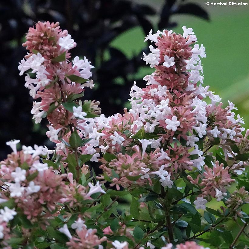 Abelia chinensis Autumn Festival (Floración)