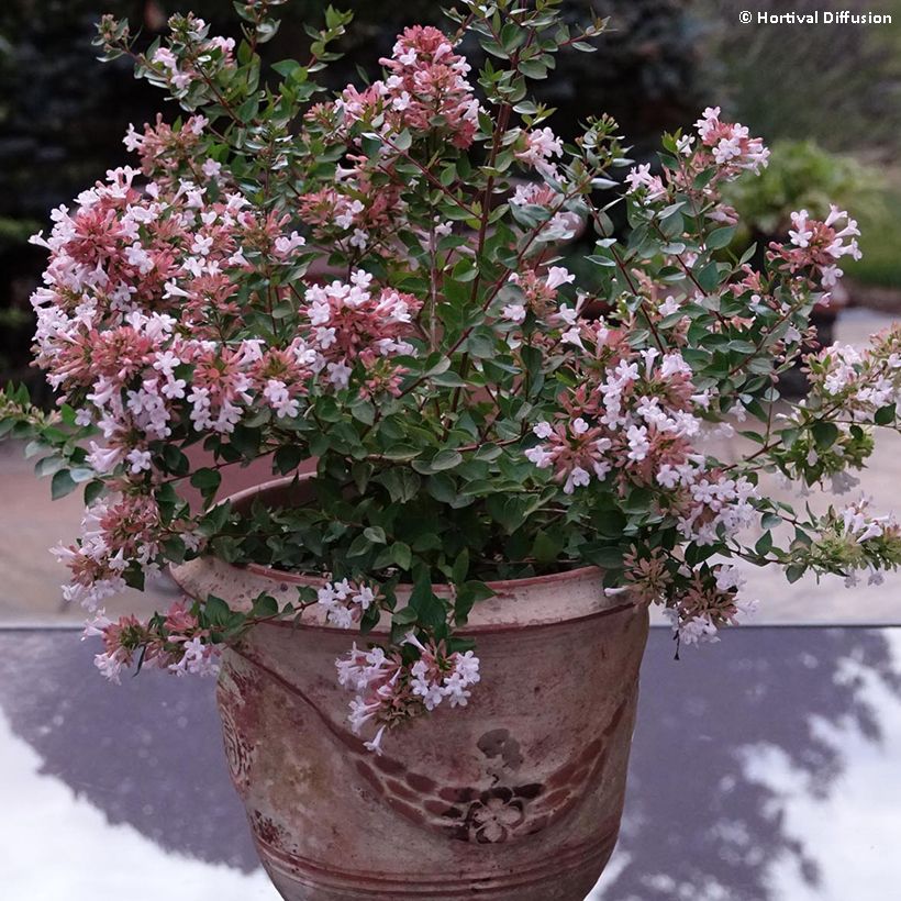 Abelia chinensis Autumn Festival (Porte)