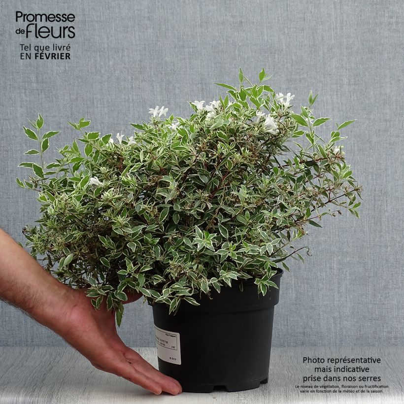 Ejemplar de Abelia grandiflora Confetti Maceta 1,5L/2L entregado en otoño