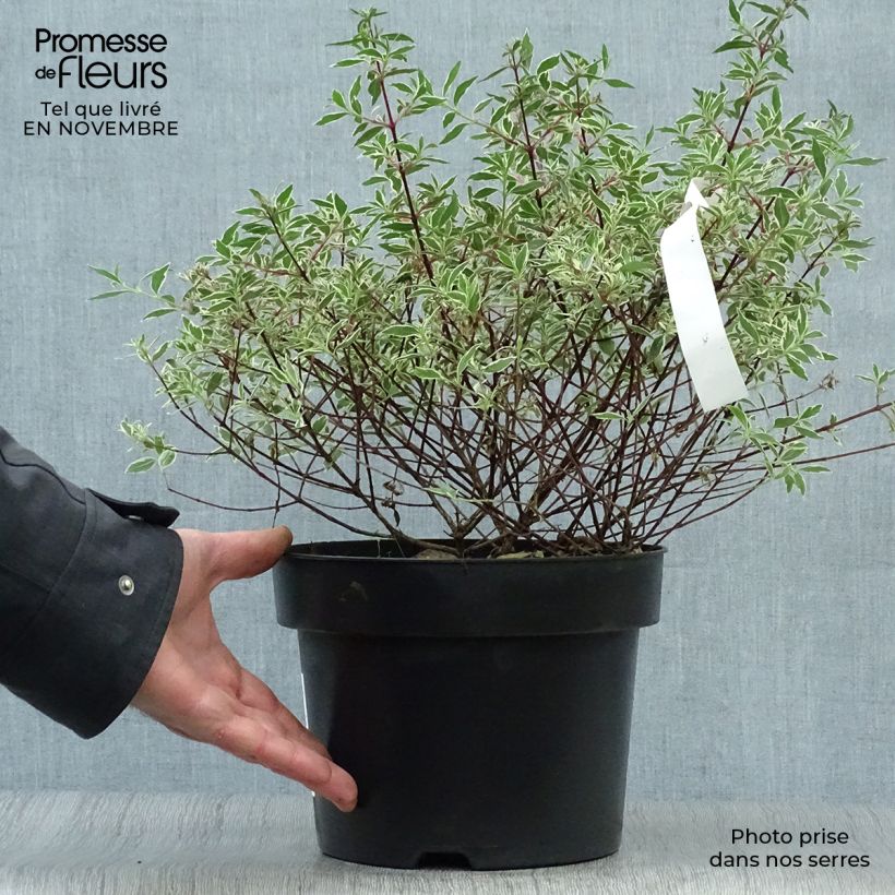 Ejemplar de Abelia grandiflora Confetti Maceta 3L/4L entregado en otoño
