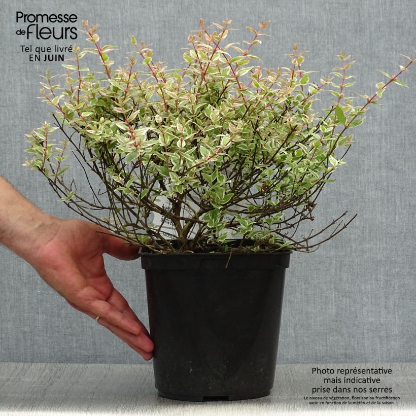 Ejemplar de Abelia grandiflora Confetti en pot de 3L/4L entregado en verano