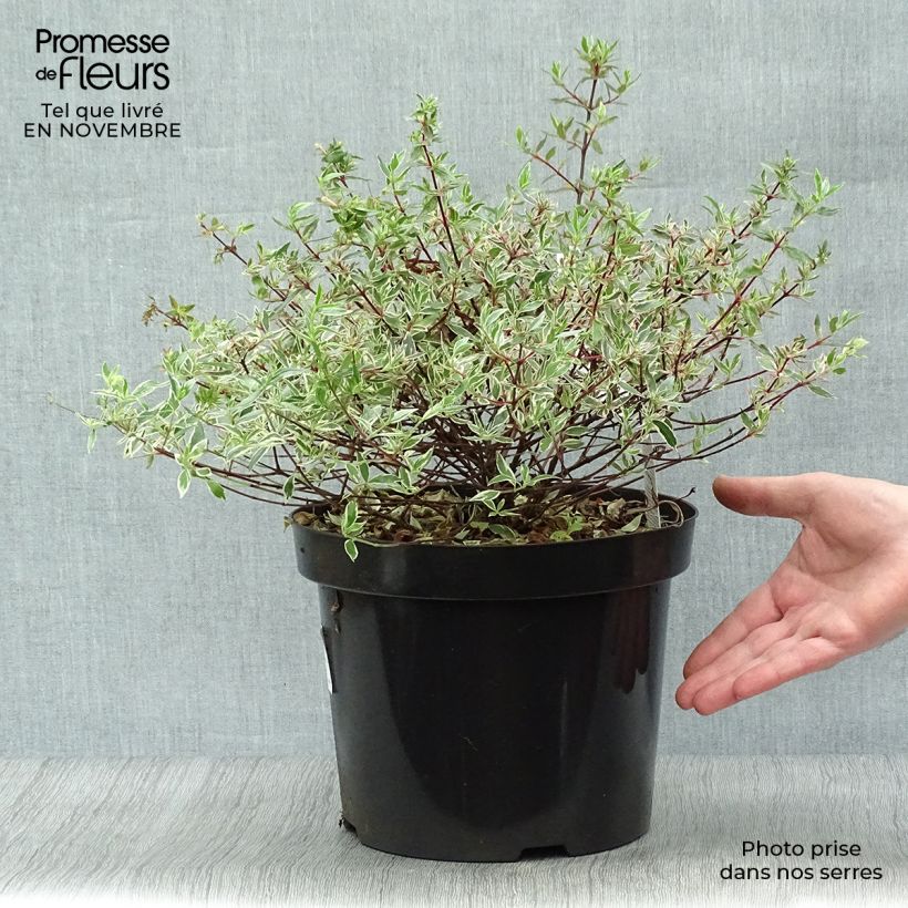 Ejemplar de Abelia grandiflora Confetti Maceta 7,5L/10L entregado en otoño