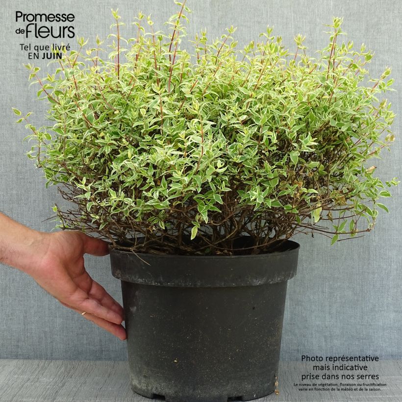 Ejemplar de Abelia grandiflora Confetti en pot de 7,5L/10L entregado en verano