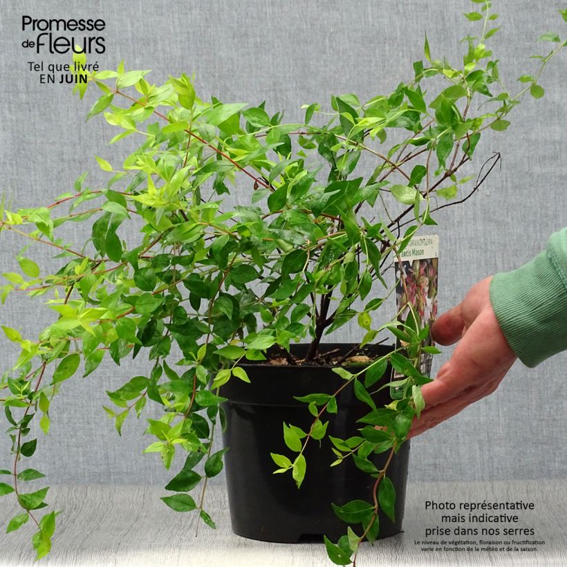 Ejemplar de Abelia grandiflora Francis Mason Maceta 3L/4L entregado en verano