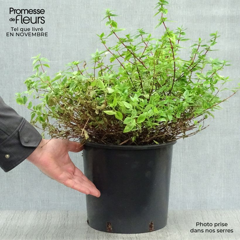 Ejemplar de Abelia grandiflora Kaleidoscope Maceta 4L/5L entregado en otoño