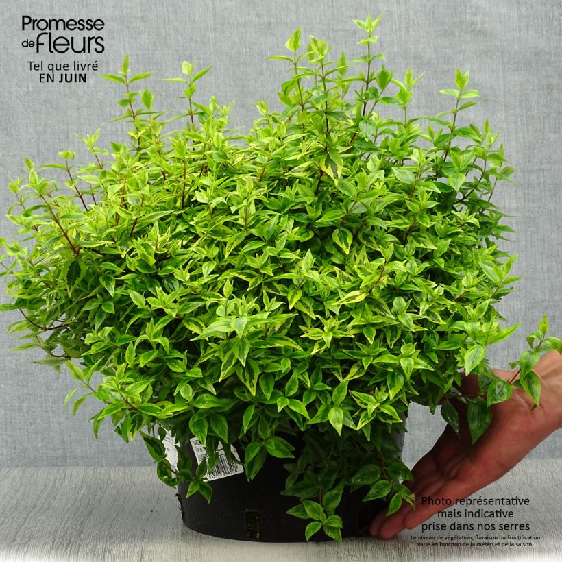 Ejemplar de Abelia grandiflora Kaleidoscope Maceta 7,5L/10LAltura de entrega aprox. 20/30cm entregado en verano