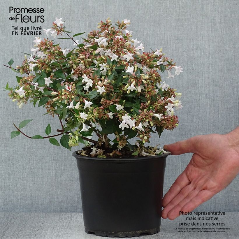 Ejemplar de Abelia grandiflora Maceta 2L/3L entregado en otoño