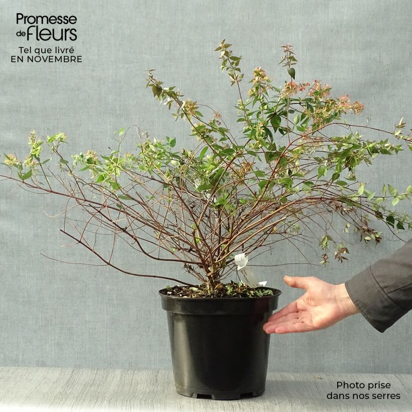 Ejemplar de Abelia grandiflora Maceta 7,5L/10L entregado en otoño