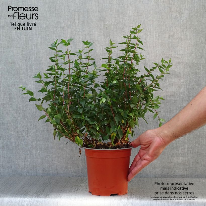 Ejemplar de Abelia grandiflora Prostrata en pot de 2/3L entregado en verano