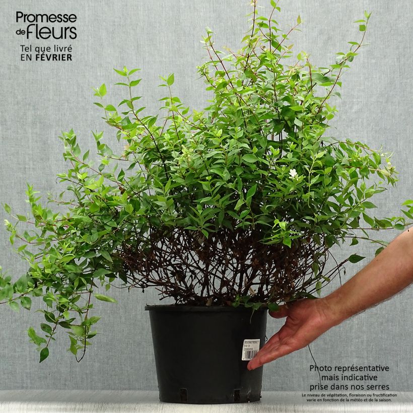 Ejemplar de Abelia grandiflora Prostrata Maceta 7,5L/10L entregado en otoño