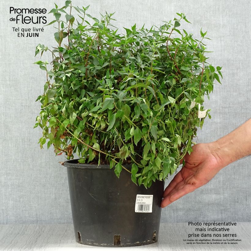 Ejemplar de Abelia grandiflora Prostrata en pot de 7,5L/10L entregado en verano