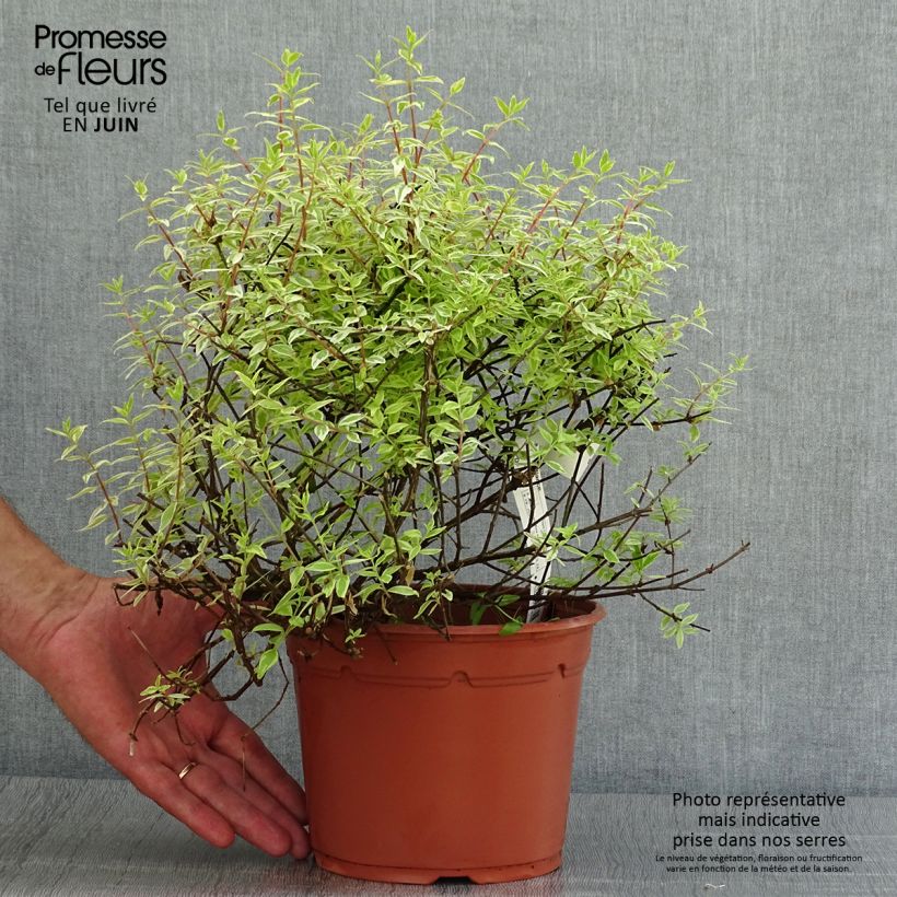 Ejemplar de Abelia grandiflora Radiance - Abélia à grandes fleurs Pot de 4L/5L entregado en verano