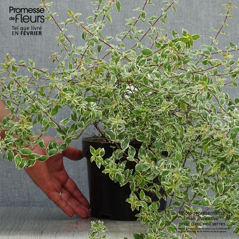 Ejemplar de Abelia grandiflora Sparkling Silver Maceta 2L/3L entregado en otoño