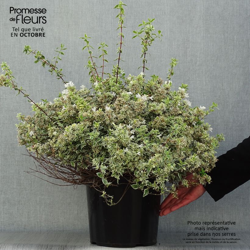 Ejemplar de Abelia grandiflora Sparkling Silver Maceta 7,5L/10L entregado en otoño