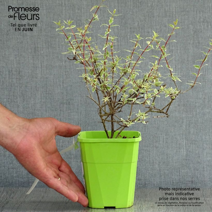 Ejemplar de Abelia grandiflora Steredenn Maceta 1L/1,5L entregado en verano