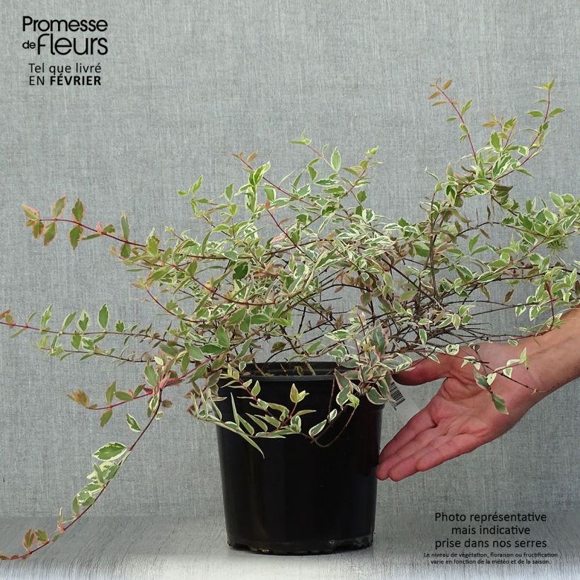 Ejemplar de Abelia grandiflora Tricolor Charm Maceta 3L/4L entregado en otoño