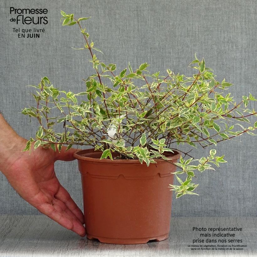 Ejemplar de Abelia grandiflora Tricolor Charm Pot de 3L/4L entregado en verano